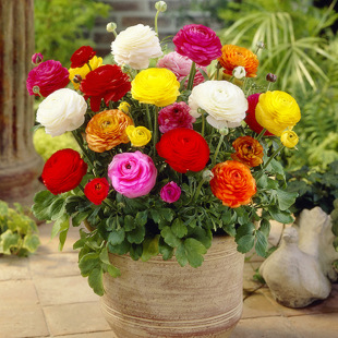 Ranunculus Bulbs Bloom in All Seasons, Peony Bulbs Are Cold-Resistant and Easy to Grow Indoor and Outdoor Florals, Potted Plants, Flower Seeds