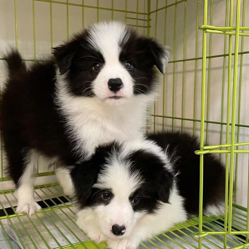 Double-Blooded Border Collie Live Sale Competition-Grade Double-Blooded Border Collie Puppy Three-Way Seven-White Pet Border Collie