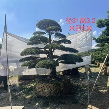 造型罗汉松绿树苗罗汉松大树庭院盆景树迎客松黑松造型树别墅