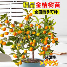 ������ͥԺ�ļ���ۘ�����Դ�Ƥ�����̨�玧��ʳ���ͺ�ֲ������