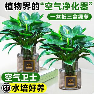 Large-Leaf Golden Diamond Green Princess Hydroponic Easy-To-Grow Formaldehyde-Absorbing Indoor Four-Season Flower and Green Plant New House Indoor Potted Plant