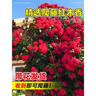 �tľ�㻨������ֲ���Nޱ�S��ľ�㻨����ͥԺ���_�ļ������ֲ̨��