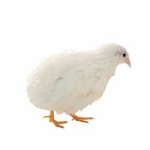 �^�p�u�u�µ��u���w�����u��ɫϵ�����J���u�W�t����ȫ040����