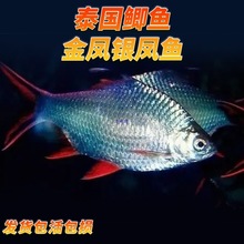 ���P�~�y�P�~���w̩���a�~�^�p�~�p�����]�����д����~�ļ��lؔ�~