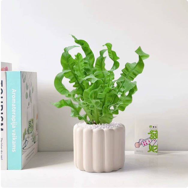 Огненная птица и папоротник