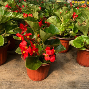 �ļ����Ļ��҃��̨�͏d�ļ��_ ??�����Ի��ܲ������r�������l؛