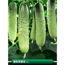 春季旱黄瓜种籽子莱籽青瓜种子苗阳台蔬菜种小水果黄瓜籽种孑大全