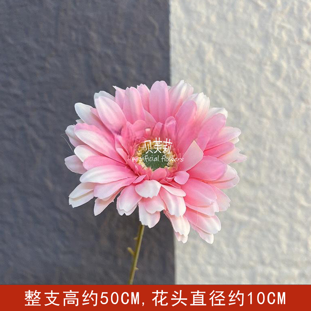 거베라-다크 핑크