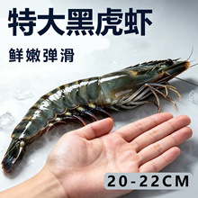黑虎虾鲜活速冻特大号新鲜大虾海鲜水产斑节虾对虾青虾九节虾冷冻