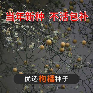 ���ٷN���F�hկ�����������׌��ټt����ۼ�������ӳ��̷e���N��