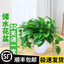 绿萝盆栽室内净化空气花卉吊兰办公室绿植物水培长藤绿箩带盆栽好