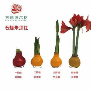 Christmas Gift Wax Seal Wax Ball Amaryllis Red Sealing Wax Bulb Lazy Plant Ornament Festive Indoor Flower Set