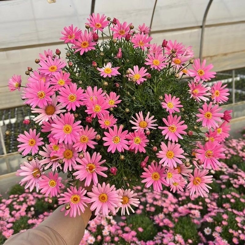 玛格丽特雏菊盆栽成品带花苞发阳台庭院四季开多年生花卉植物耐寒