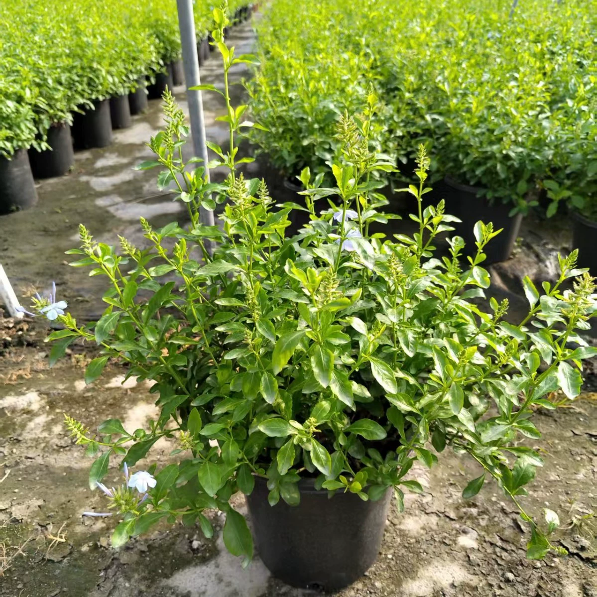 База оптом прямая для лазания из ротанга Вьющиеся цветы балконные цветы садовые растения 140 # с цветами голубая Снежинка комнатные растения в горшках