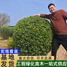 耐寒卫矛球四季青庭院绿篱球形灌木绿化苗木耐旱庭院绿篱球植物