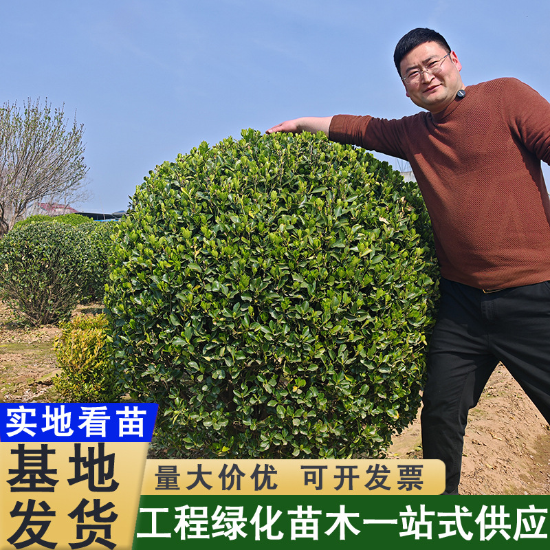耐寒卫矛球四季青庭院绿篱球形灌木绿化苗木耐旱庭院绿篱球植物