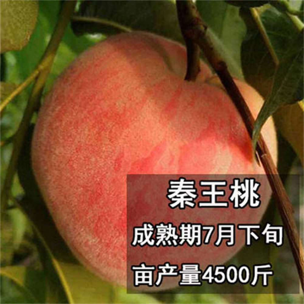 秦桃王新品种晚熟黄桃树苗日本光月黄桃苗特大桃树果苗庭院盆栽种