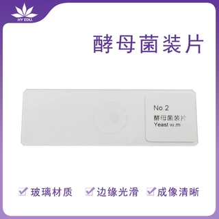 酵母菌装片玻片  显微镜观察微生物  成像清晰  红叶出品