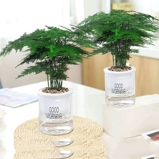 Asparagus Buy One Get One Free All Year Round Evergreen Potted Green Plants Indoor Hydroponic Plants Cloud Bamboo Bonsai with Pots for Easy Flower Cultivation