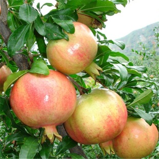 Pomegranate Seeds Bonsai Crystal Pomegranate Fruit Seeds Sea Pomegranate Seeds All Year Round Sowing Fruit Seeds