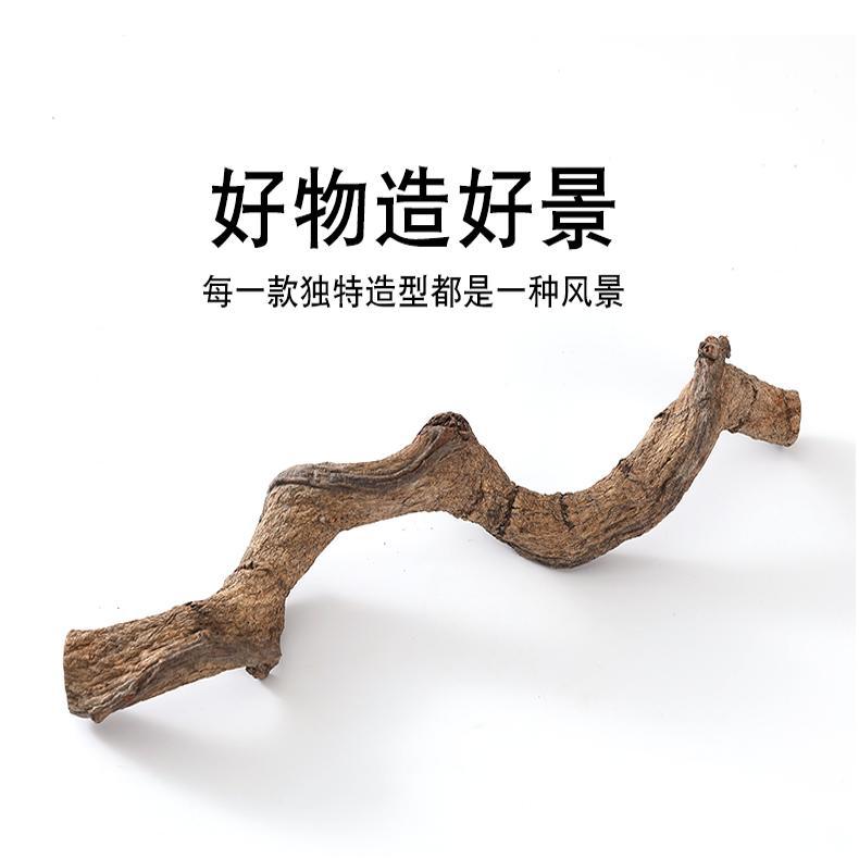 용혈덩굴의 길이는 30cm (직경은 약 4cm )입니다.