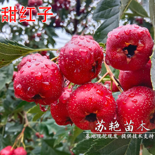 �޽���t��ɽ高��������ɽ�|��t��ɽ����Ϸ������Nֲ����Y��