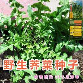 野菜荠菜种子野生芨芨菜籽四季种孑阳台耐寒蔬菜种籽