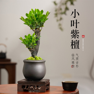 Small-Leaf Red Sandalwood Old Pile Bonsai Office Elegant Zen Ornaments Living Room Desktop Green Sapling Potted Plants for All Year Round