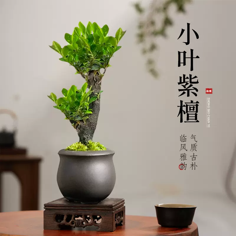 小叶紫檀老桩盆景办公室高雅禅意摆件客厅桌面绿植树苗盆栽四季养