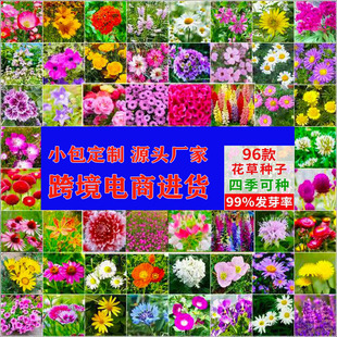 Wholesale Flower Seeds Lisianthus Hollyhock Peony Copper Money Grass Daisy Rose Sun Peony Flower Combination