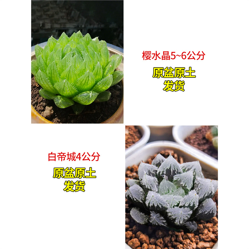 바이디시티 + 체리 크리스탈(무료 컬러 스톤)