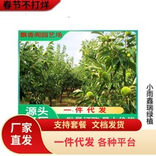 板栗苗价格 08以上嫁接板栗苗 适合贵州地区板栗苗 板栗苗基地