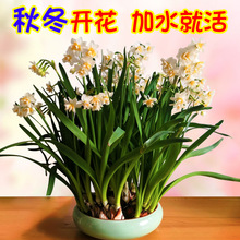 �ﶬ�_����ˮ�ɻ��N��ˮ���҃����ļ�ˮ�B����������ֲ�ﻨ�N����