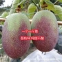 盆栽满天星百香果果苗