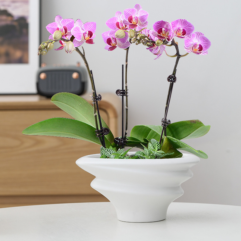 白い胡蝶蘭植木鉢、軽い高級感と高級感のある家庭用セラミック組み立て植木鉢、高級蘭専用植木鉢、送料無料|undefined