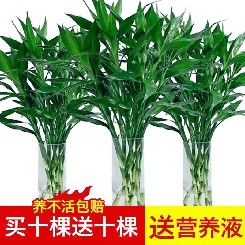 买五棵送十富贵竹水养水培植物转运竹室内绿植花卉客厅盆栽批发