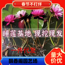 һ�����l˯ɏˮ��ֲ���ļ�ˮ�B�ɻ�ˮɏ�����Ի���ˮ������˯ɏ��