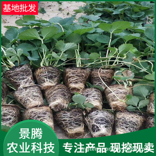 Wholesale Strawberry Seedling Strawberry Seedling Variety Whole Strawberry Seedling