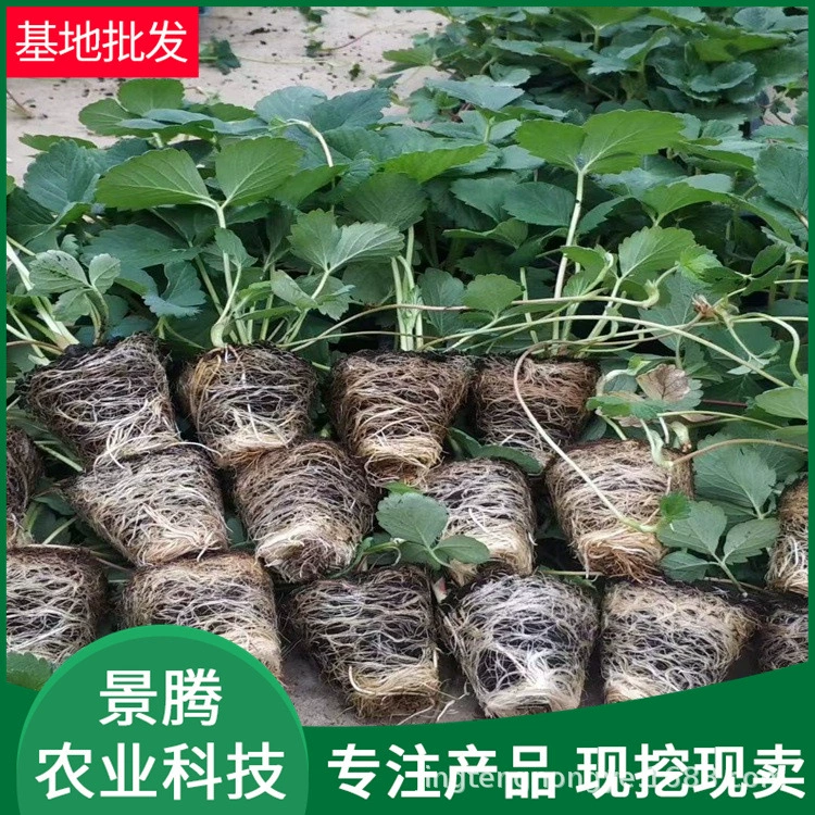 Оптовые рассада клубники Miaoxiang № 7, четырехсезонная клубника, рассада клубники в лотках