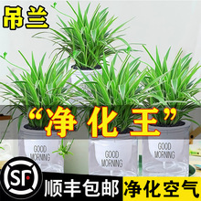 ��߅���m���ԾG�}���ܾGֲ�҃�ˮ��ֲ������k���Һ��B�lؔ������