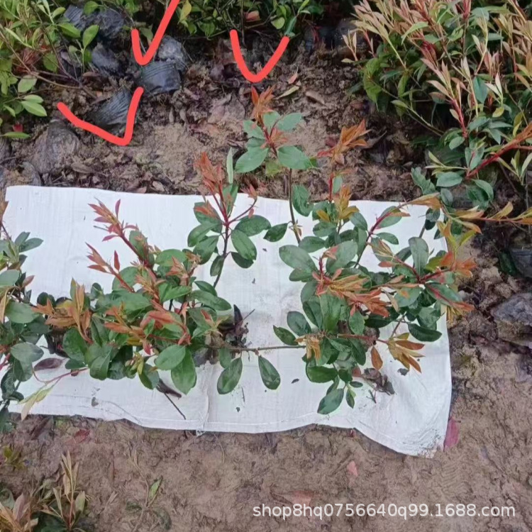 ��Ҷʯ�4_����