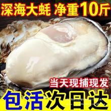 海蛎子乳山斤10肉新鲜牡蛎特大生蚝鲜活包邮水产海鲜包活