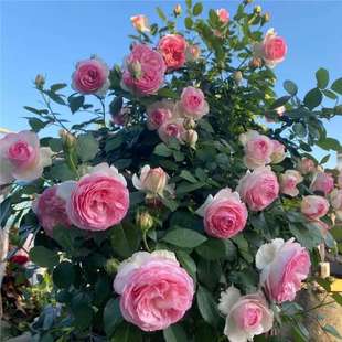 ��ɫ��ɳ��ʯ�����¼��������ԝ������������ͥԺ���@�Nޱ����