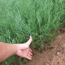 һlȰؘɰؘɰؘ猚ؘͥԺС