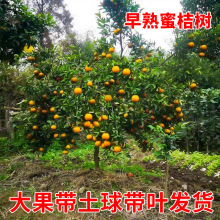 �S�ҟo���۽���޽ӽ��Ә����������S���۽۹����箔��Y����