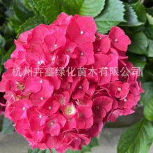 基地大量出售八仙花小杯无尽夏绣球花规格齐全 品种齐全