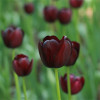 Tulip species ball flower seed seed seed seed seeds are easy to live cold water resistance to soil cultivation pots and pots of imported heavy petal balls in the Netherlands