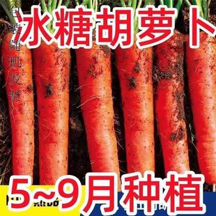 9inch Three Red Carrot Seeds, Heat-Resistant and Cold-Resistant Fruits and Vegetables in Summer and Autum, Radish Seeds, Crisp and Sweet, Four-Season Carrot Seeds