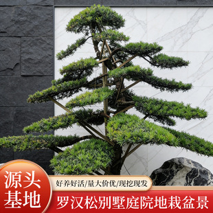 �辰�_�h���ɘ�ͥԺ�쾰�Gֲ�̨�G�����^�䘶ͥԺ��û����ľ