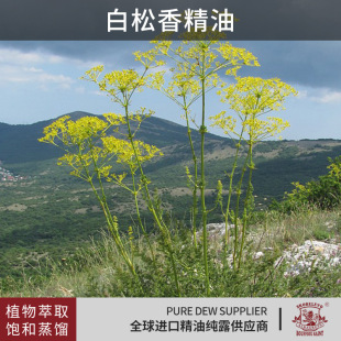 �����㾫�� ���ʮa���o�w����SPA�η�����ֲ�����s�沿��������